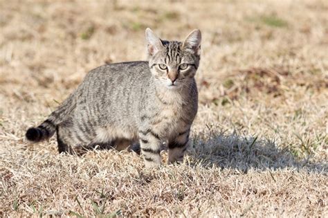 Can A Feral Cat Become A House Pet Purrpetrators