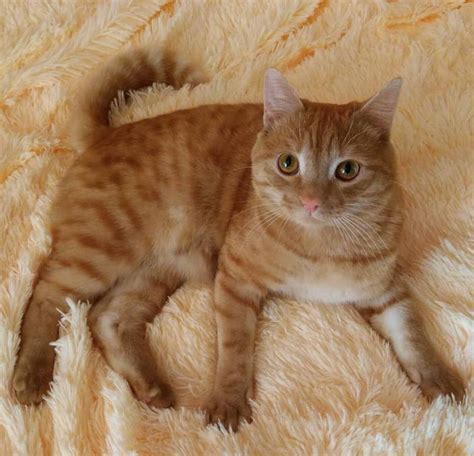 Orange cats are known for their awesomely adaptable personalities and cool demeanors. 150 Best Orange Cat Names - The Paws