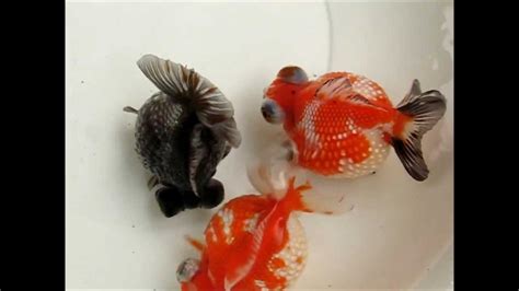 1000 Images About Beautiful Goldfish On Pinterest