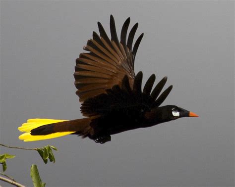 Montezuma Oropendola The Golden Pendulum In 2022 Beautiful Birds