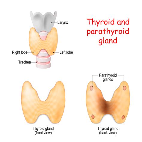 Parathyroid Gland Diagram My Xxx Hot Girl