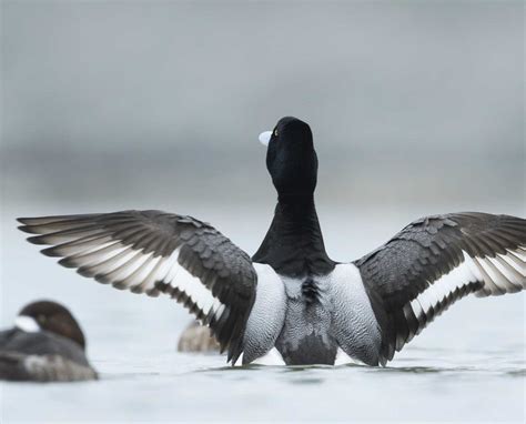 Greater Scaup - A Closer Look at the Blue-billed Diving Duck