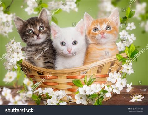 29507 Kitten Basket Images Stock Photos And Vectors Shutterstock
