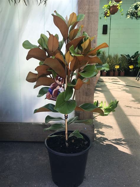 It is usually a very dense grower and will bloom on and off right through the year. Magnolia Teddy Bear - Westlake Nursery