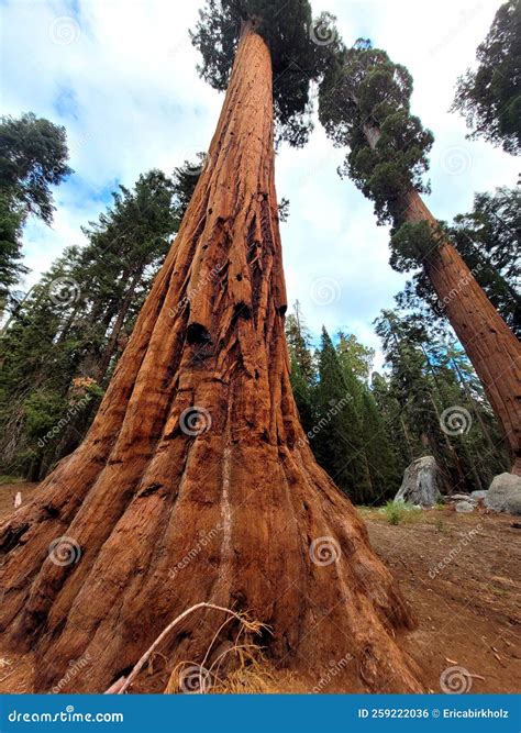 Towering Sequoias Of The Sequoia National Park Stock Photo Image Of