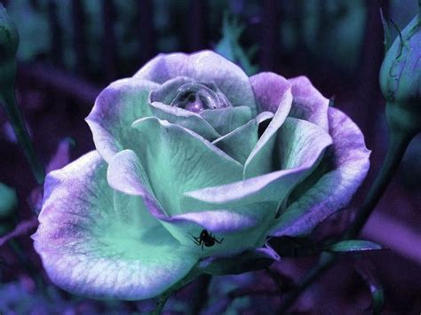 purple/teal roses | In The Garden | Pinterest | Purple teal