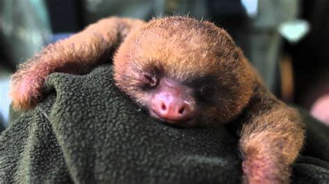 Baby Sloth Wallpaper Wallpapersafari