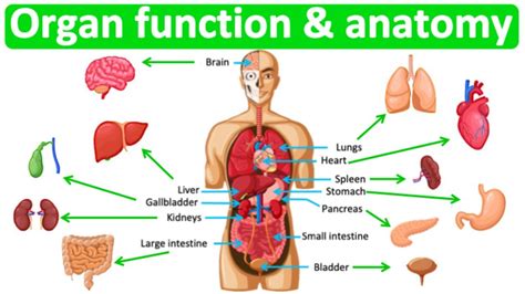 Major Organ Functions And Anatomy 👫 Quick And Easy Learning Video Youtube