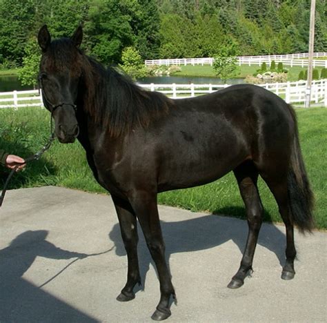 Rocky Mountain Horse Colors