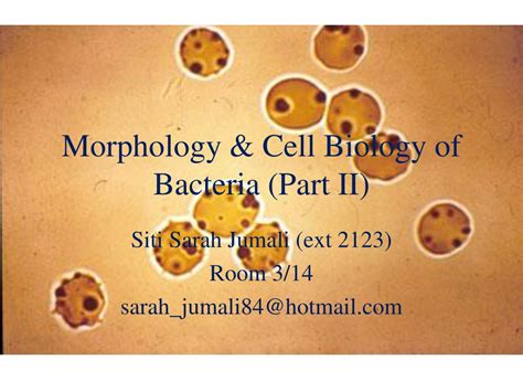 Ppt Morphology And Cell Biology Of Bacteria Part Ii Powerpoint