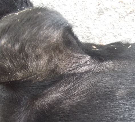 Treat Your Dogs Yeast Infection At Home Without Going To