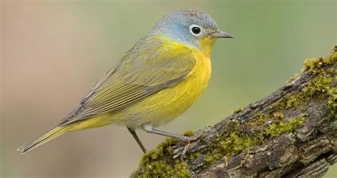 Nashville Warbler Identification All About Birds Cornell Lab Of