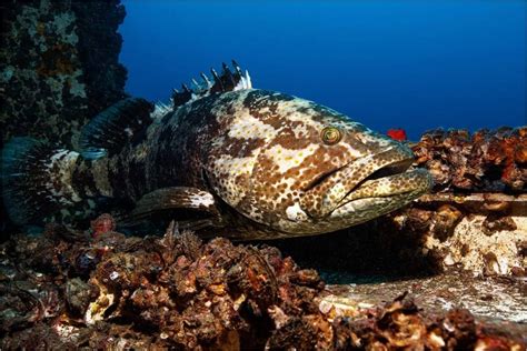 Potato Cod The Great 8 Southern Great Barrier Reef