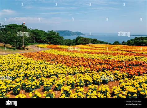 Colorful Flower Field With Blue Ocean At Nokonoshima Island Park In