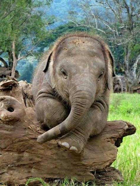 The Rainforest Site Cute Baby Animals Animals Elephant