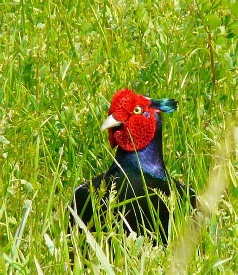 Wild Animals in Japan | Animals wild, Animals, Japan