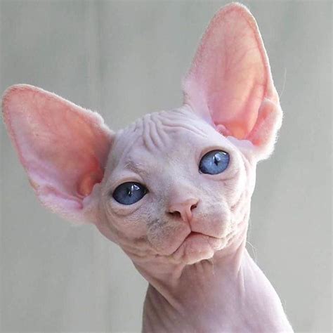 Wise Animals Cute Funny Animals Cute Cats Funny Cats Hairless Cat