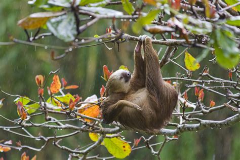 Sloths Arent Lazy Their Slowness Is A Survival Skill