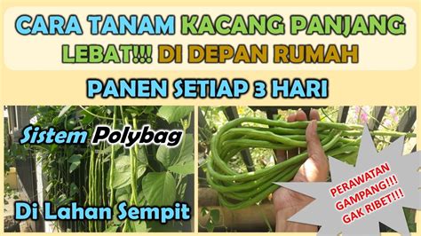 Sesquipedalis merupakan jenis tanaman sayuran yang dapat dibudidayakan diberbagai jenis lahan tanah. Mudah!!! Cara Menanam Kacang Panjang Di Depan Rumah - YouTube