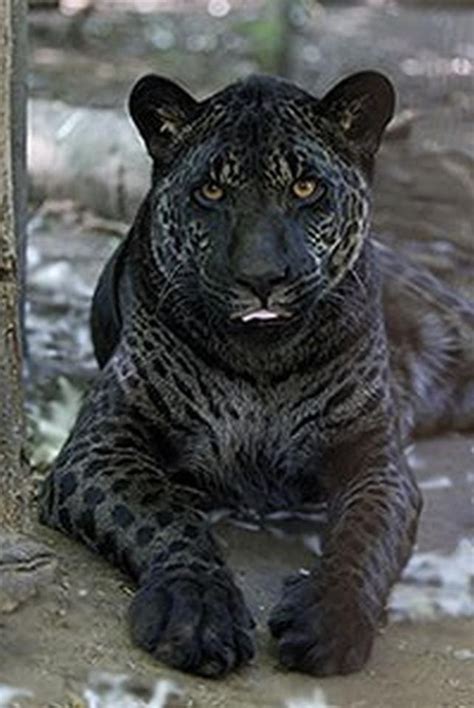 A Jaglion Or Jaguon Is The Offspring Of Male Jaguar And Female Lion