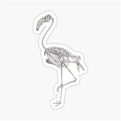 Flamingo Skeleton Bird Halloween Animal Anatomy Sticker For Sale By