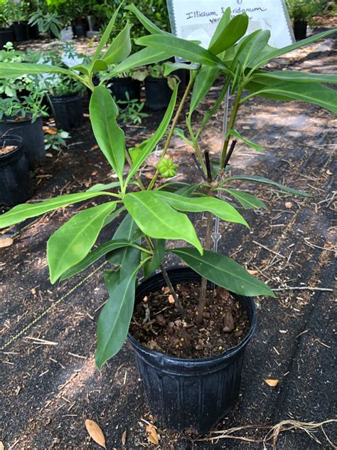 Maybe you would like to learn more about one of these? White Anise