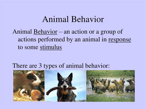 Ppt Animal Behavior Powerpoint Presentation Free Download Id1455899