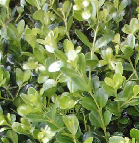 Boxwoods Wintergreen Buxus Microphylla Shrub Gallon Pot
