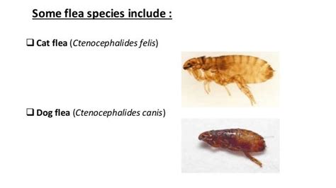 Cat Fleas And Dog Fleas The Same Cat Meme Stock Pictures And Photos