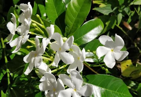 A flowering plant native to india, it can grow well even in peak summertime. 20 Permanent Flowering Plants in India that Live All Year ...