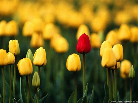 Desktop Wallpapers Flowers Backgrounds Yellow Tulips Field