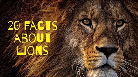 20 Facts About Lions You Probably Didnt Know 🦁 Youtube