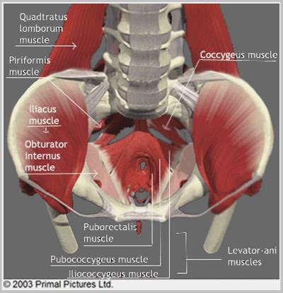 Other muscles also assist in the abduction of the thigh at the hip joint, but they do not belong to the abductor group. Pin on male pelvic pain