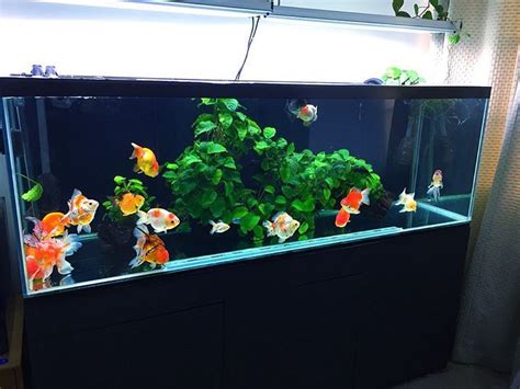 Check spelling or type a new query. goldfish tank oranda on Instagram | Goldfish aquarium ...