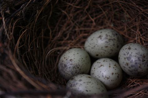 Blue Jay Eggs Lili Banta Flickr
