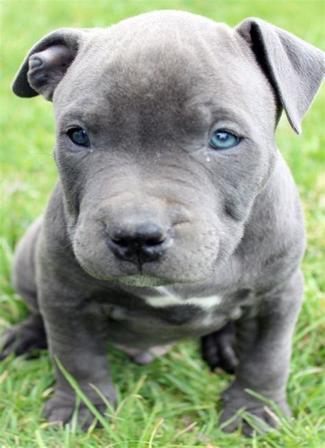 Welcome to the puppy pack. Blue Pitbull Puppies For Sale - Blue Nose Pitbull Breeders ...