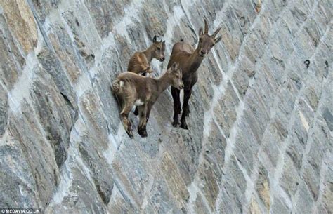 Alpine Ibex Climbing Dams Keçiler Vahşi Hayvanlar Fotoğraf