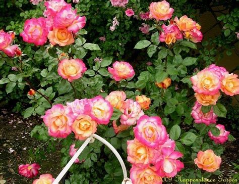 Plantfiles Pictures Floribunda Rose Rainbow Sorbet Rosa By Califsue