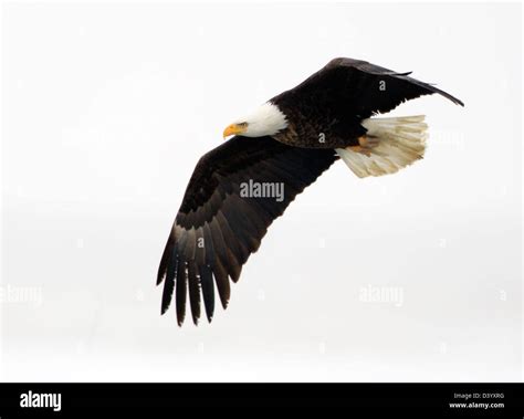 Bald Eagle Haliaeetus Leucocephalus Cut Out Stock Images And Pictures Alamy