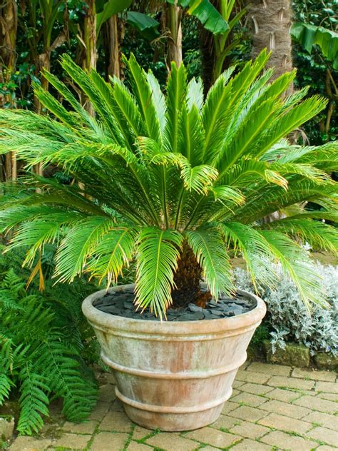 Tropical Patio Palm Tree Tropical Garden Design Tropical Plants