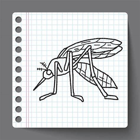 140 Gnat Bugs Drawing Illustrations Royalty Free Vector Graphics