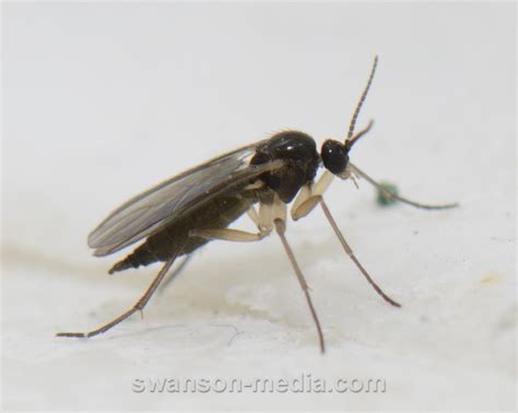 Images By Swanson Media Dark Winged Fungus Gnats Sciaridae 4 Of 5