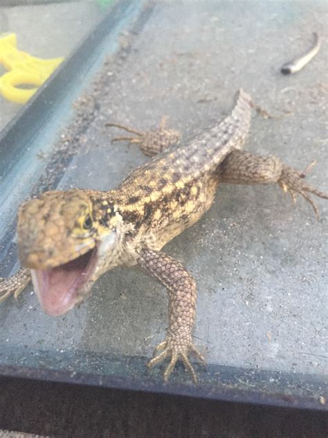 What Kind Of Lizard Is This Lizards