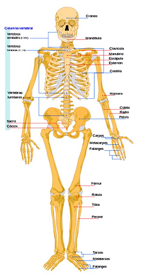 El Esqueleto Humano Museo Anatómico Pedro Ara