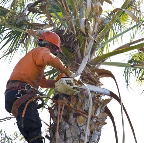 Palm Tree Cleaning And Maintenance What To Do And Not Do