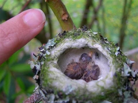 How to handle a newborn baby. The Baby Hummingbird. Captured in photos. | Baby ...