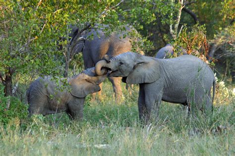 Sa 'a' team spicy | henshaw running out of time. Play time, Lion Sands Game Preserve, South Africa | Lion ...