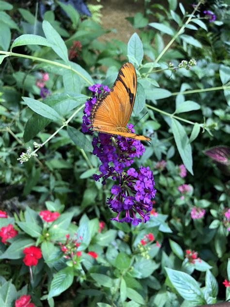 Butterfly Rainforest At The Florida Museum Of Natural Hist Flickr