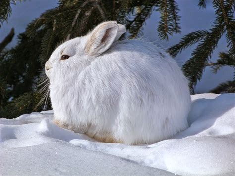 Snowshoe Hare Fun Animals Wiki Videos Pictures Stories