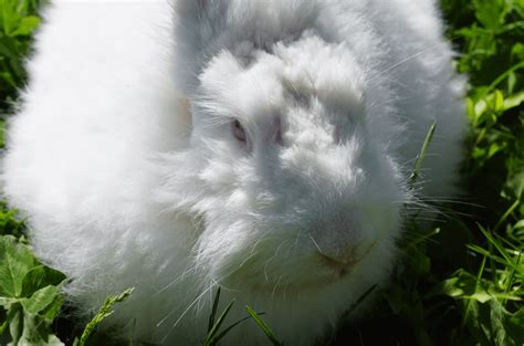 The Giant Angora Rabbit Top Facts And Guide